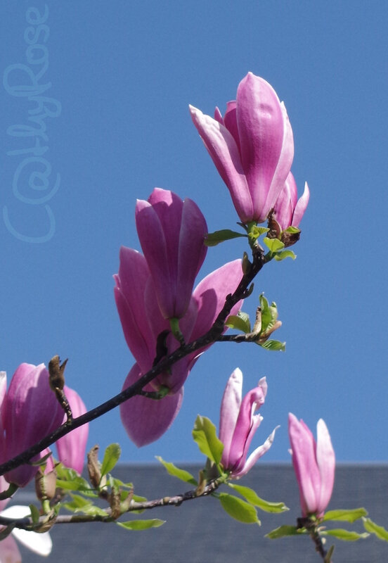 && magnolia (4)