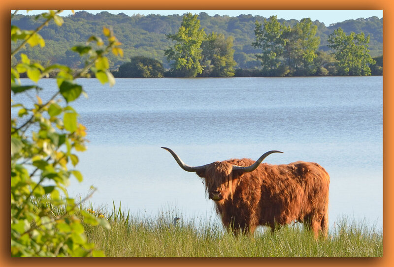 Ecossaise au Loch'Orx-2