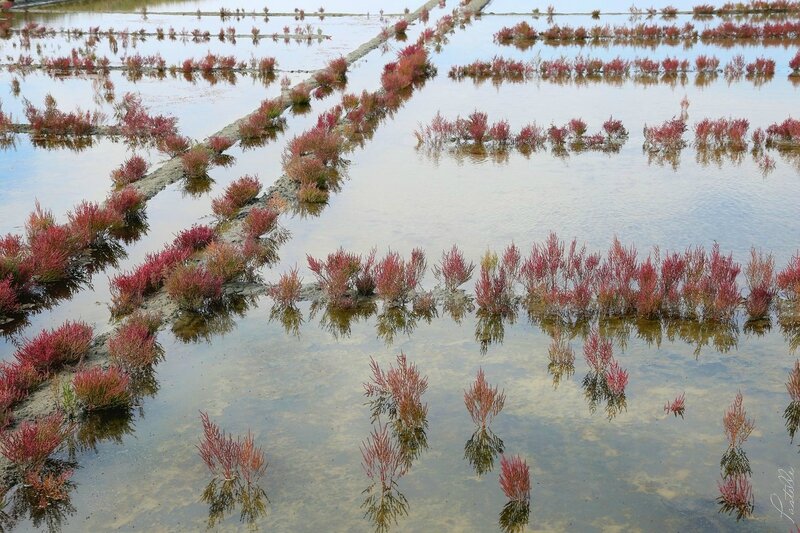 Marais salants de Guérande_A99A7441