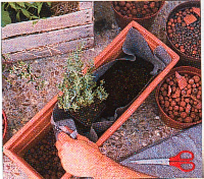 Billes d'argiles : utile et décorative, en pot comme au jardin