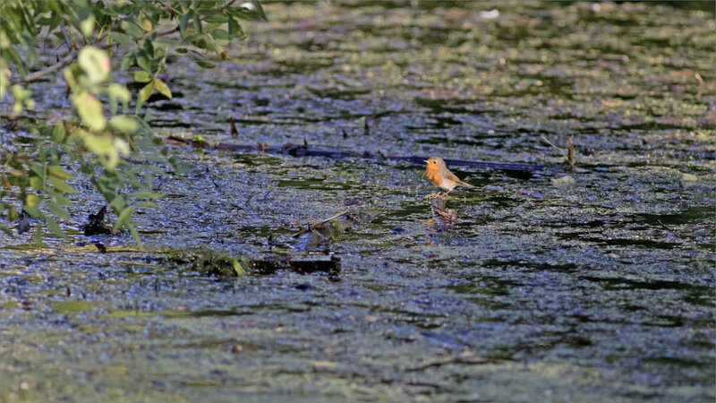oiseau RG posé rivière 080919