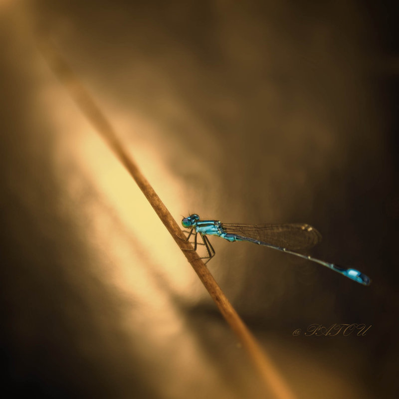DSC_5851-1 libellule