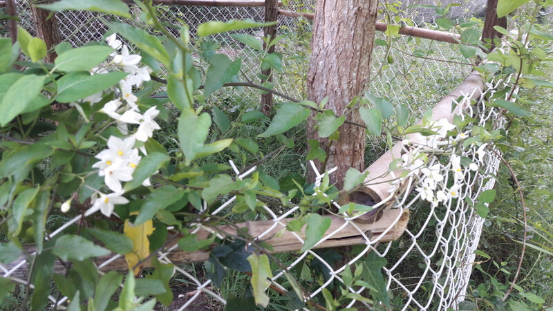 Faux Jasmin ou Solanum 0