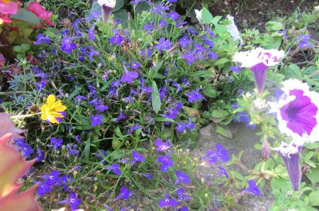 Fleurs Aout 2013 006
