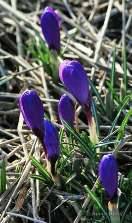 IMG_8345