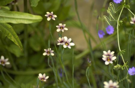 sisyrinchium_biscutella