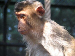 Macaque_3