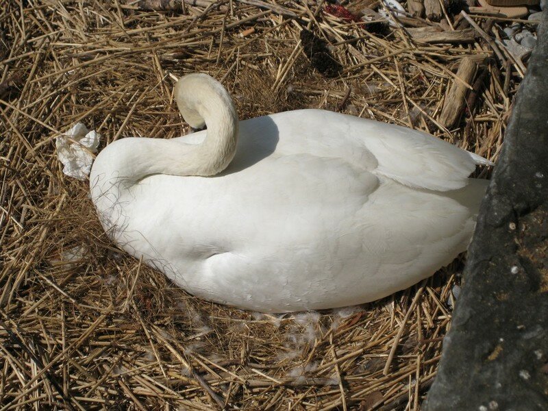 Combien De Temps Un Cygne Couve Ses Oeufs La couvée VI - Megan ou le début d'une aventure