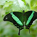 Le Machaon émeraude - Papilio palinurus (2)