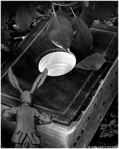 01RabbitHole_full