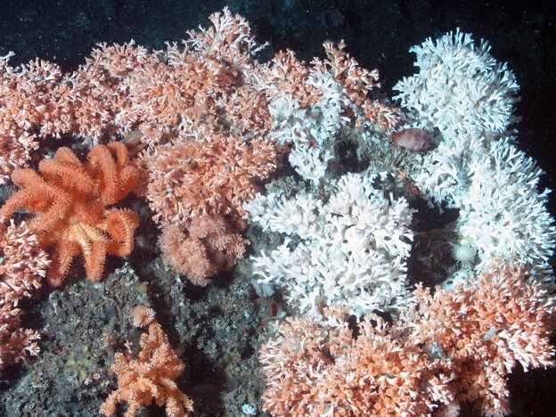 Recifs-coralliens-profonds-en-Atlantique-nord-ouest-de-l-Irlande