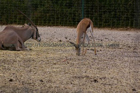 springbok_et_oryx