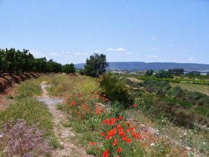 chemin du levant 068 [800x600]
