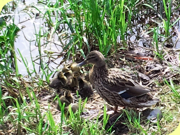 duck_with_chicks