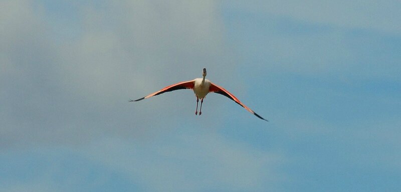 Flamant-volant