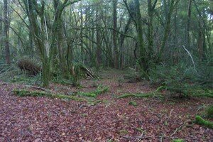 Clairi_re_Samhain