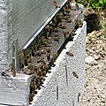 premières abeilles des JDG
