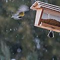 La neige revient, les oiseaux ont faim !