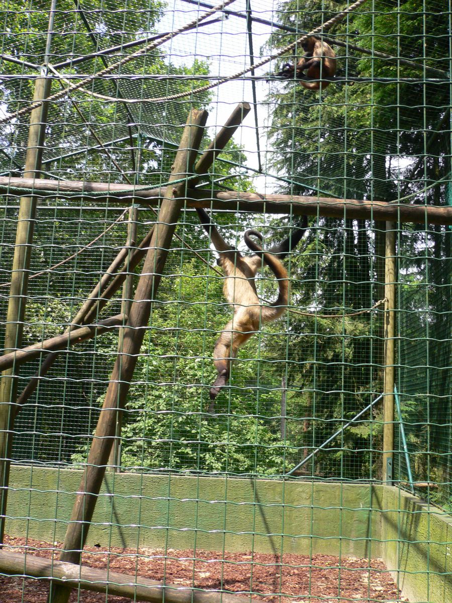 singe en cage au zoo PhOtOMaX