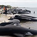 Des centaines de baleines s’échouent !...