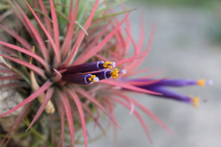 Tillandsia - Bouton de Rose