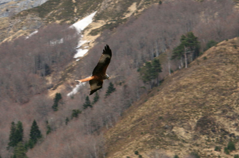 Plateau_de_Sanch_se_049_modif