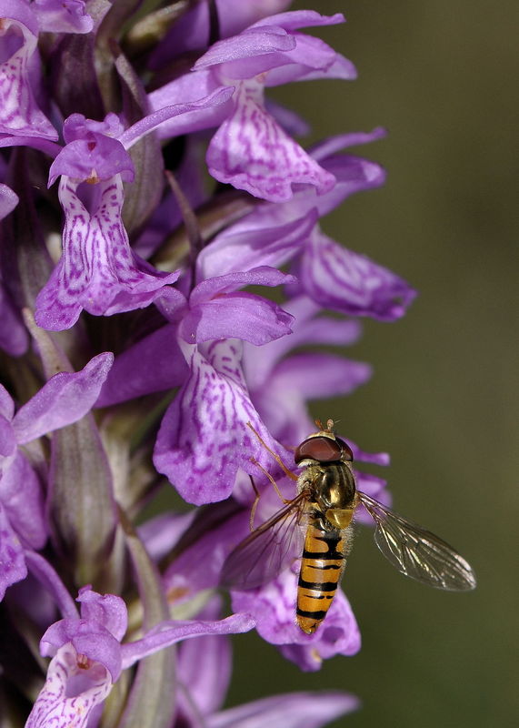 _DSC0019_Dactylorhiza_brennensis_cyrphe