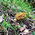 Morille blonde en lisière des prairies vers Lescun...