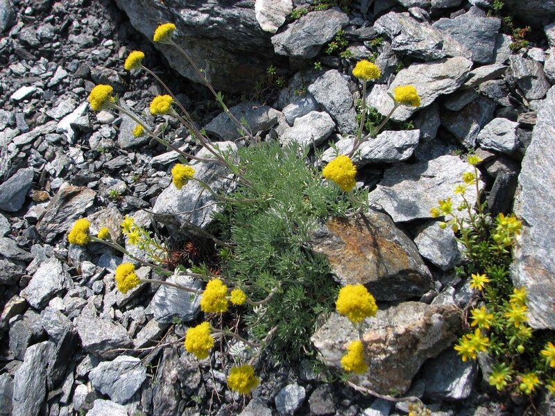 Le Génépi - Fleur Alpine