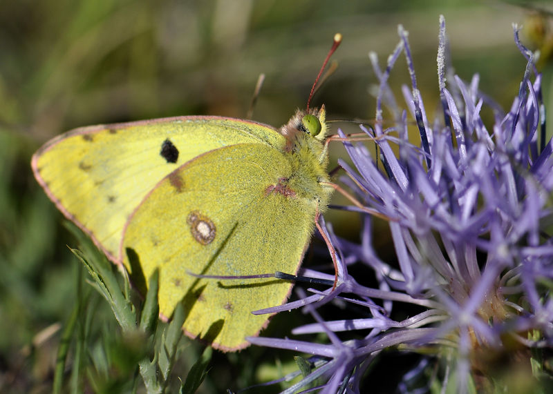 _DSC0678_Colias_crocea