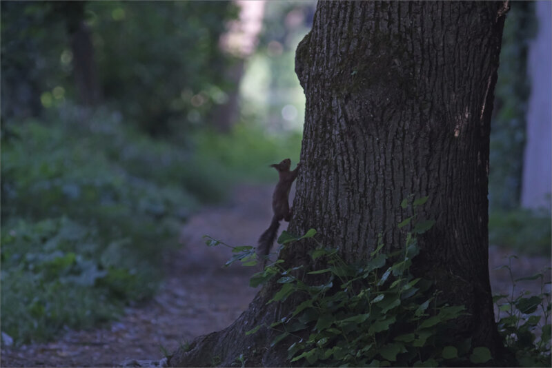 ville arbre écureuil contrej 220519