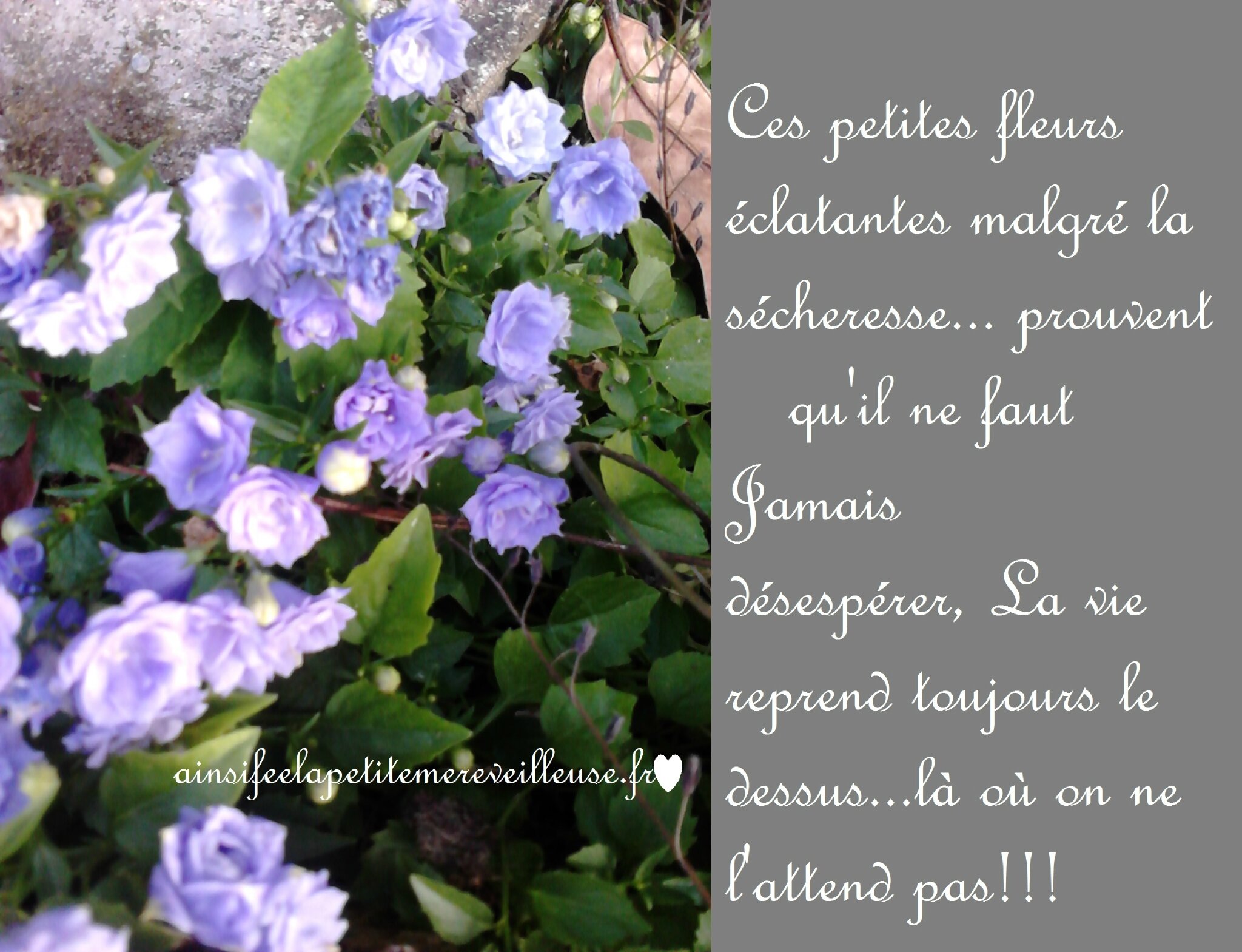 fleurs espoir