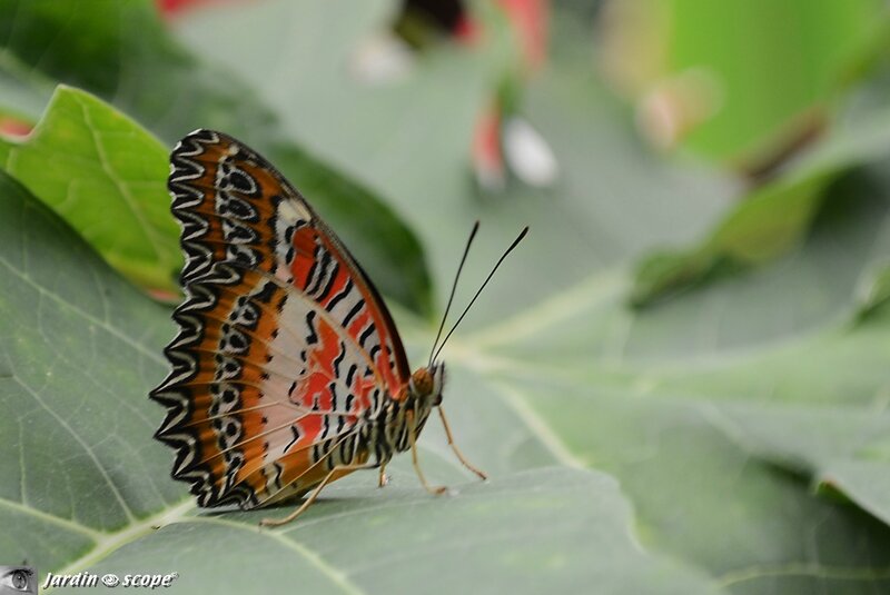 Cethosia biblis • Nymphalidae