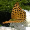 Papillons de l'été: moyen nacré