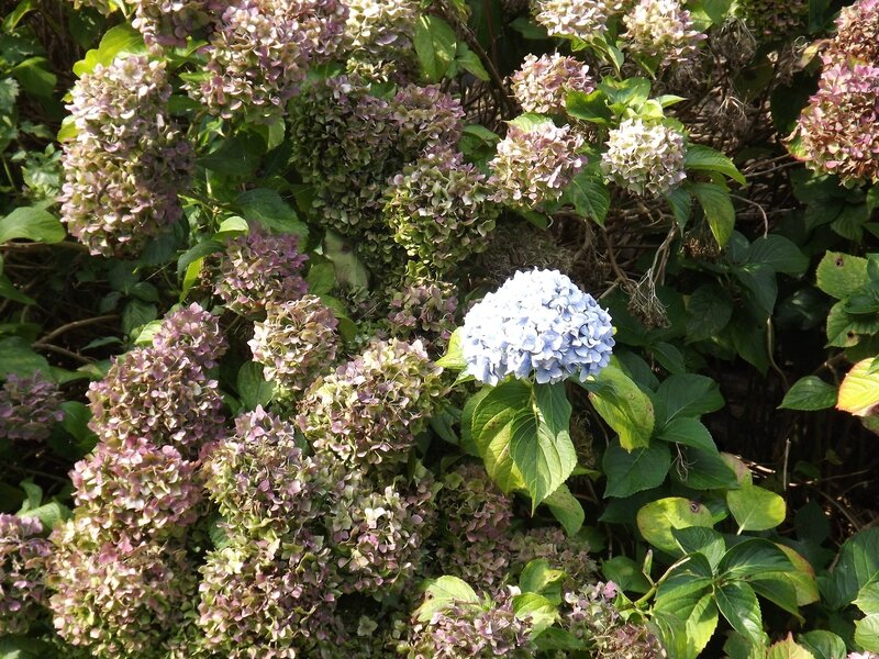 DSCF0042