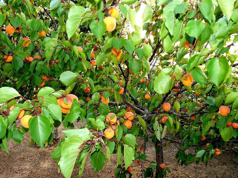 Abelia Reconnaissance Des Vegetaux