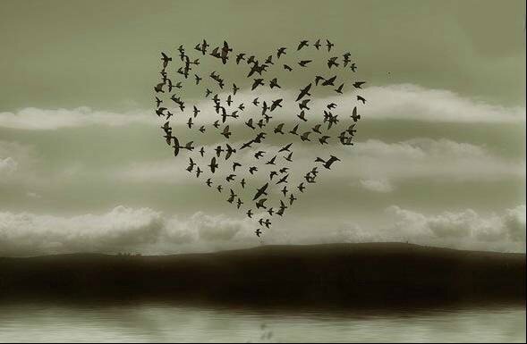 coeur d'oiseaux
