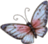 Butterfly1c