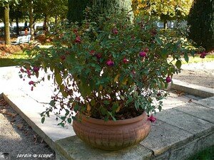 Fuchsia_en_pot