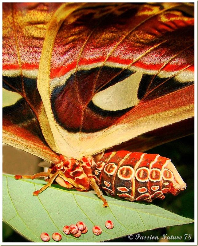 Papillon Attacus Atlas ou Bombyx Atlas (21)