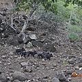 Nuku Hiva 6petits cochons