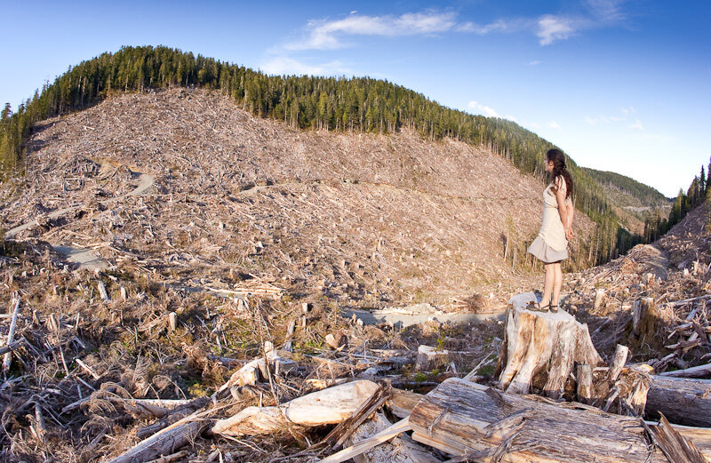Bugaboo_Hollow_Clearcut-5