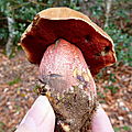 champignon : bolet à pied rouge