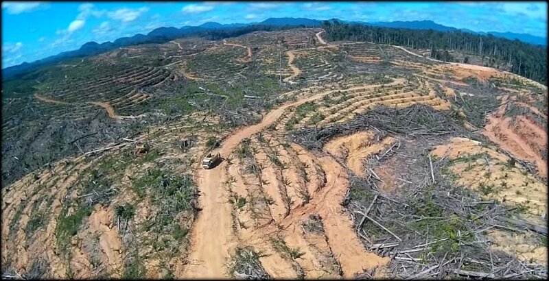 indonesie_deforestation_1024x525
