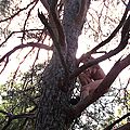 arbres