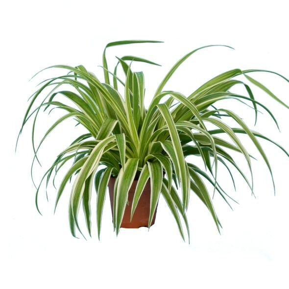 19907-chlorophytum-2025-cm