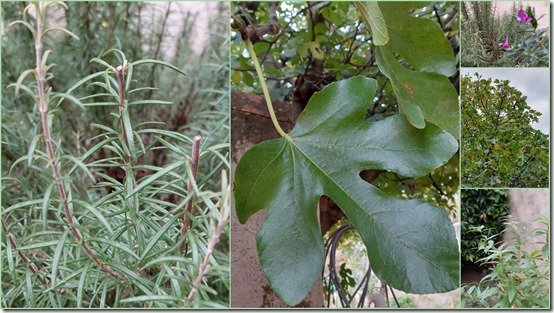 jardin du sud1