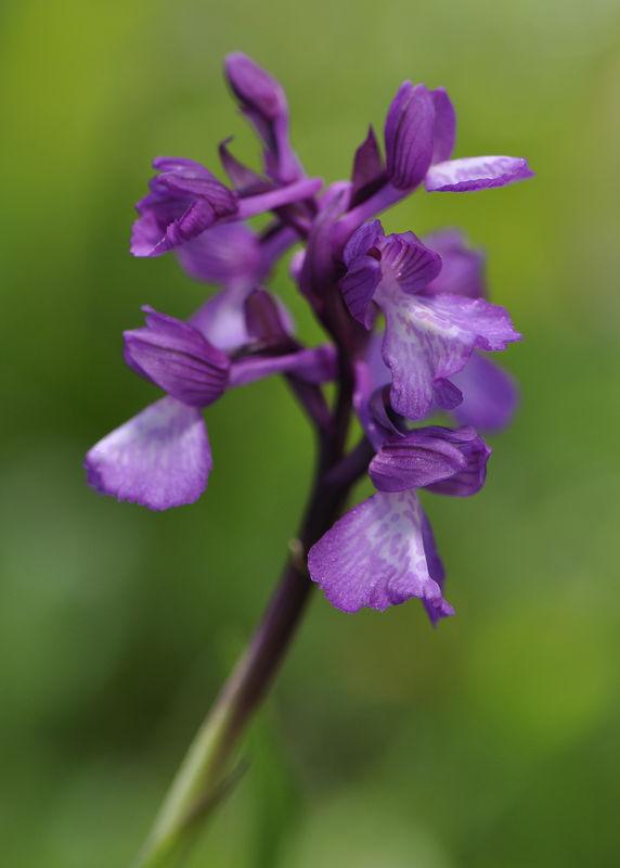 _DSC0331_Anacamptis_champagneuxii_x_papilionacea_2