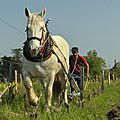 Rémi sédès, vigneron en coteaux d'ancenis (44)