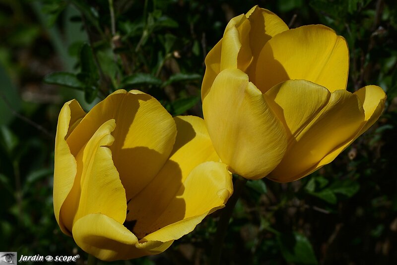 Tulipes Darwin hybrides jaunes